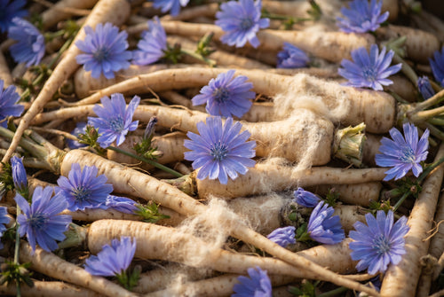 Chicory root inulin fiber ingredient